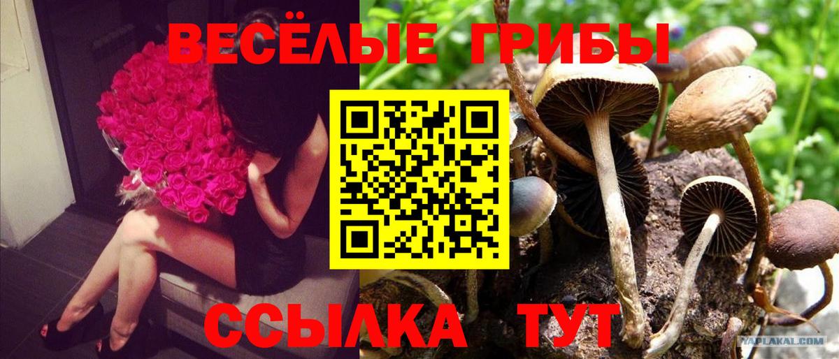 Псилоцибиновые грибы Psilocybine cubensis  Воронеж 